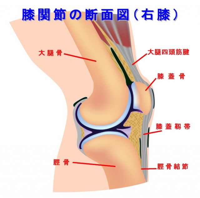 膝蓋靱帯